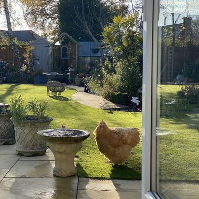 the chickens often visit<br>