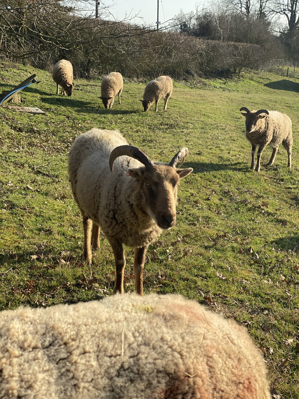 Castlemilk Moorit Sheep<br>