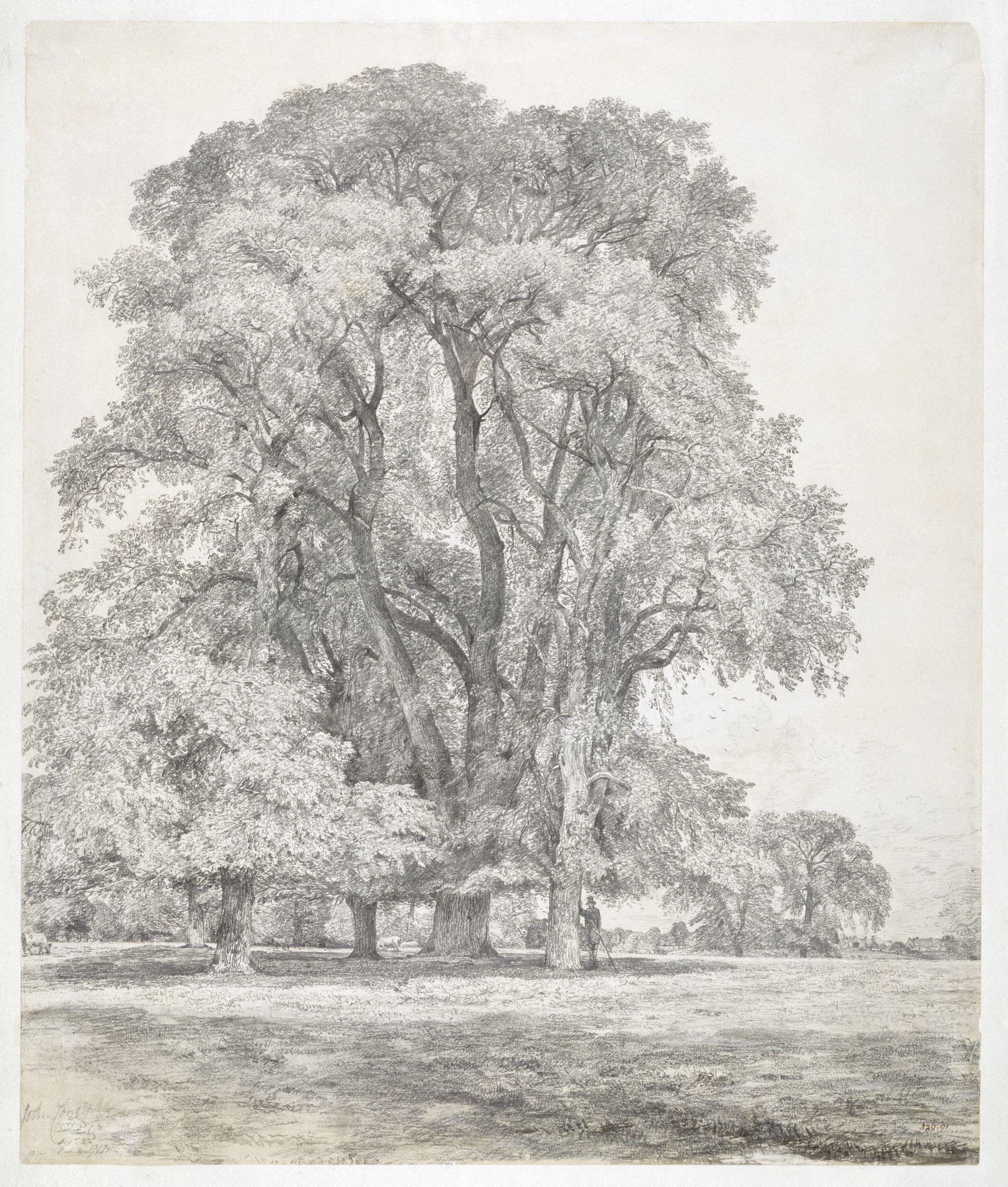 Elm Trees in Old Hall Park<br>