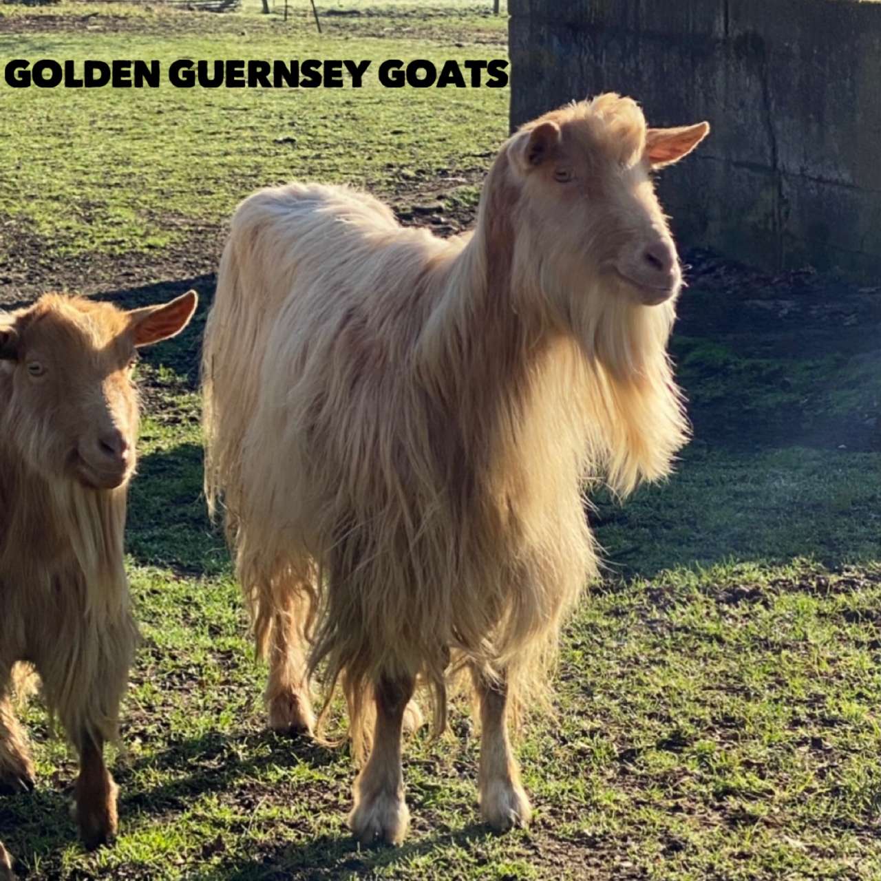 Golden Guernsey-<br>