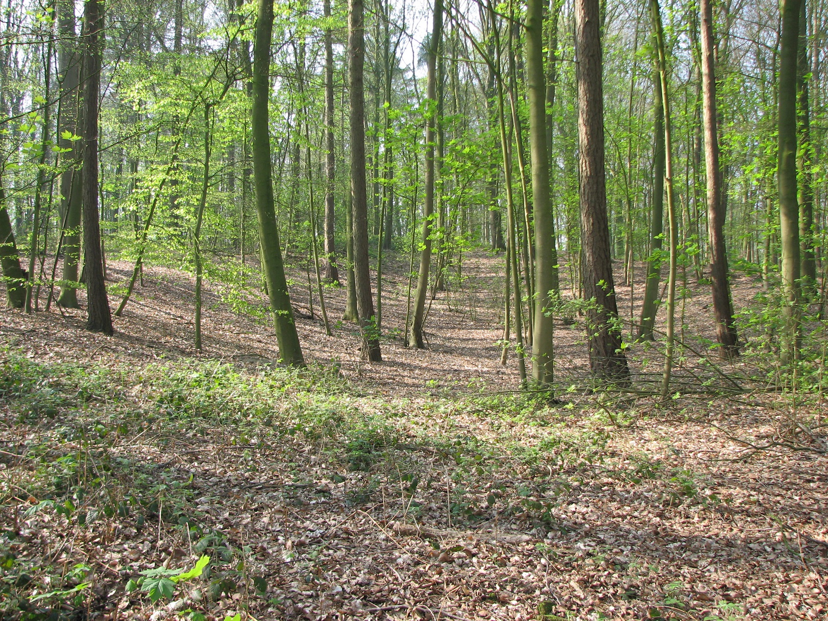 The site where the German mine was exploded under the British lines in Sanctuary Wood on 29 September 1915 - Photographed in April 2007.<br>In the counter-attack the following day, the 2nd Suffolks managed to make it to the right hand edge of edge of the crater, before German machine gun fire forced them to retire.  <br />MA