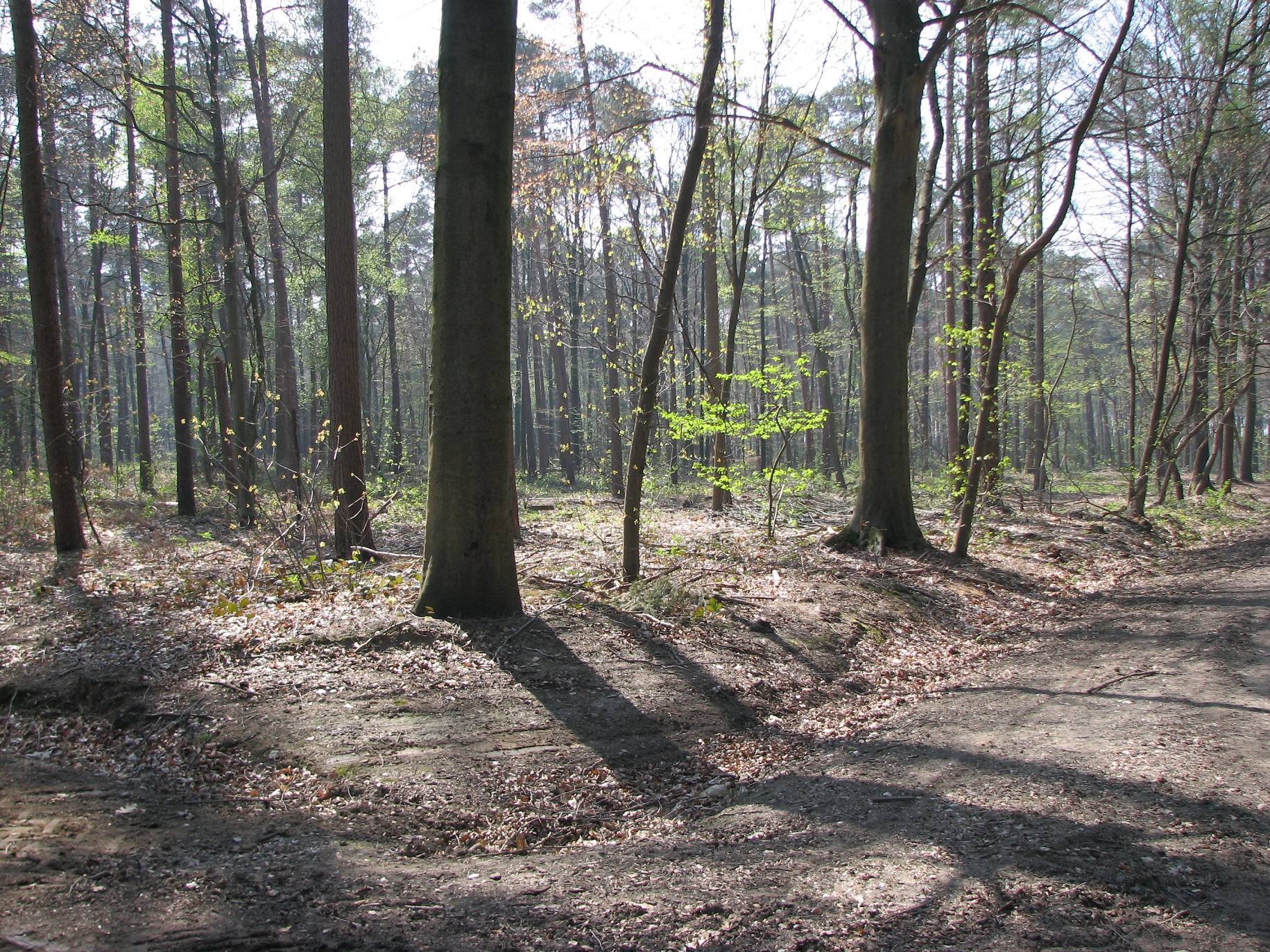 Polygon Wood - Photographed in 2007<br>After the War, Walter's body was found approximately 100 yards in front of where    this photograph was taken.<br />MA