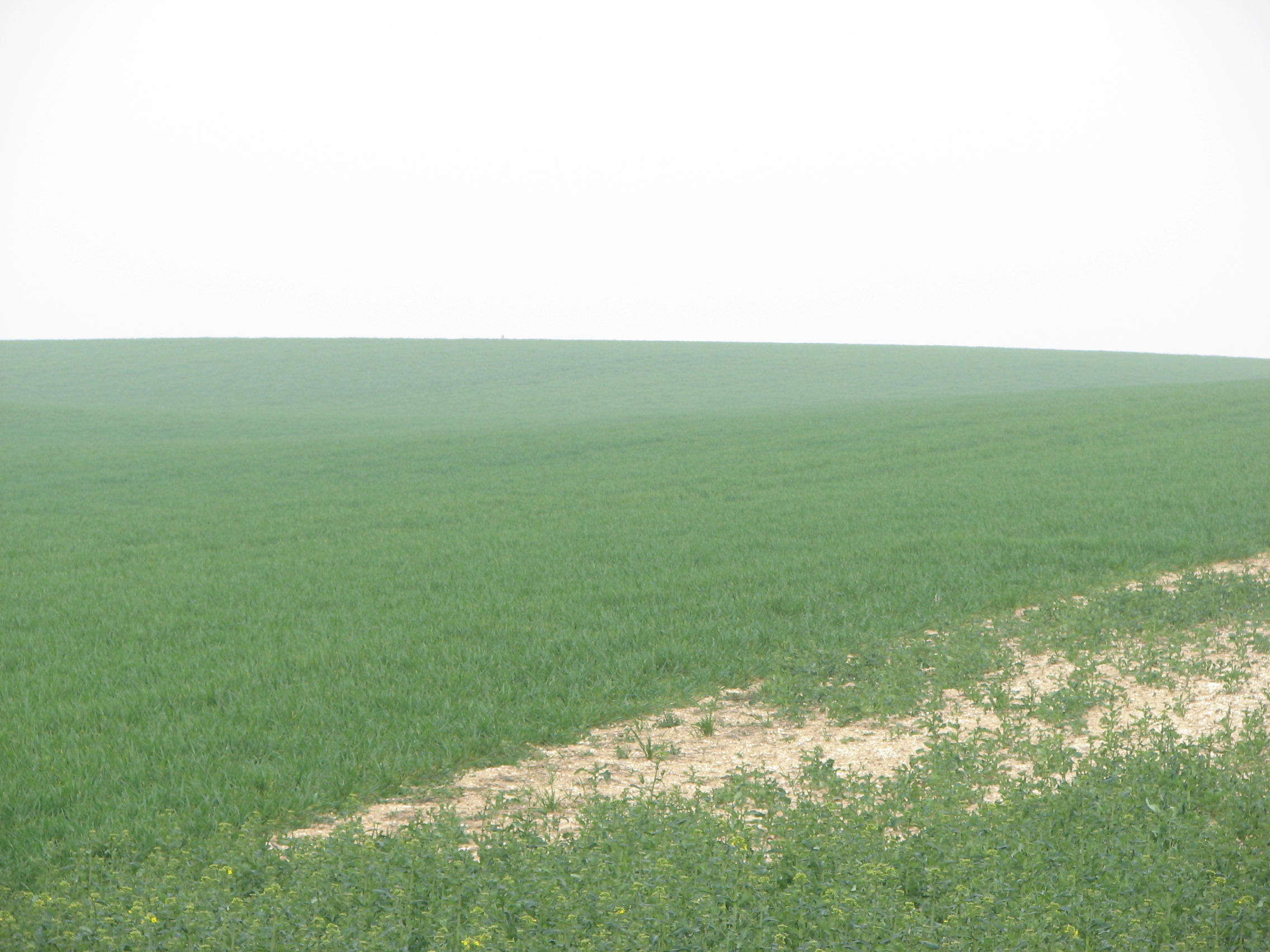 The location of Cochrane Alley trench in  2010<br>Looking along the line where Cochrane Alley trench once stood.  The right wing of the 2nd Suffolks attack on 16 August 1916 would have come towards the camera.<br />MA