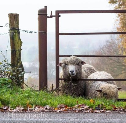 Lincoln Longwool Sheep ©Clair Brady<br>