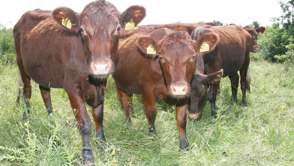 Red Poll Cattle (stock shot)<br>